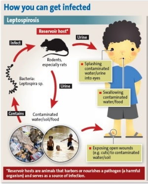 What you should know about Leptospirosis?
