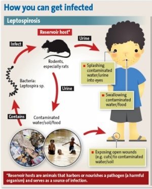 What you should know about Leptospirosis?